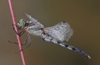 Orthetrum albistylum