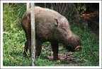 Buffo animale