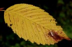 Foglia autunnale