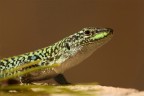 ...Il Ritorno Del Drago...!!! ...Il Ritorno Del Drago...!!!