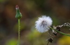 in natura ......... in natura .........