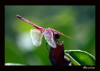 libellula libellula