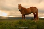 Cavallo Islandese Cavallo Islandese