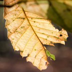 foliage foliage