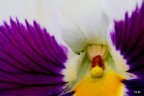 Viola Mammola Viola Mammola