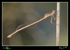 Damigella - Sympecma fusca Damigella - Sympecma fusca