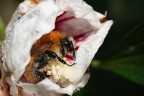Bombus Pascuorum Bombus Pascuorum