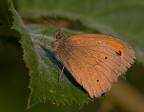 Maniola jurtina Maniola jurtina