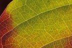 Colori d'autunno Colori d'autunno