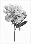 fiore fiore
