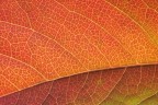autunno autunno