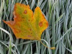 L'Autunno cede il passo all'inverno L'Autunno cede il passo all'inverno