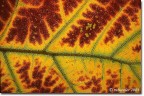 Quella foglia d'autunno come una rètina Quella foglia d'autunno come una rètina