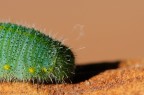 Parsimmon Maggot Parsimmon Maggot