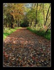 c'è una strada nel bosco... c'è una strada nel bosco...