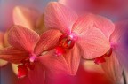 Orchidee Orchidee