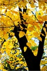 Il giallo Il giallo