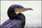 Cormorano Cormorano