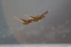 Volo di coppia Volo di coppia