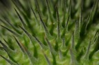 Natura macro Natura macro