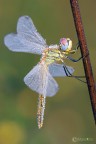 Sympetrum fonscolombii