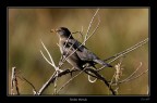 Turdus merula Turdus merula