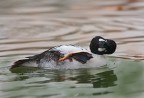 Anatra quattrocchi (Bucephala clangula) - grattatina Anatra quattrocchi (Bucephala clangula) - grattatina