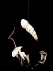 ...chrysalis... ...chrysalis...