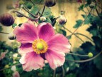 Ogni petalo, si finge di essere una rosa Ogni petalo, si finge di essere una rosa