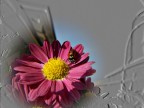 coccinella coccinella