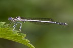 Platycnemis con goccia Platycnemis con goccia