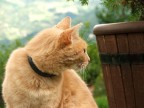 Gatto di profilo Gatto di profilo