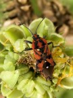 lygaeus saxatilis