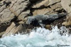 Foca