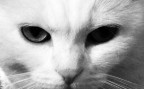 occhi di gatto occhi di gatto