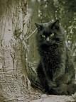 Gatto nero