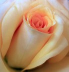 Profumo di rosa Profumo di rosa