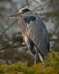 Ardea cinerea (Airone Cenerino)