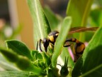 Macro vespa Macro vespa