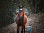 Cavallo Cavallo