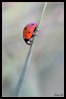 Coccinella