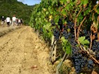 Vendemmia Vendemmia