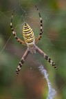 Argiope bruennichi