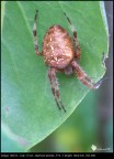 Ragno crociato (araneus diadematus) da dietro