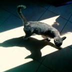 gatto nell'ombra