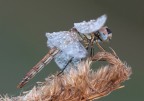 Libellula