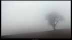 albero nella nebbia