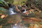 ....sottobosco ....sottobosco