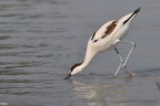 Avocetta