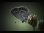 Macro Macro